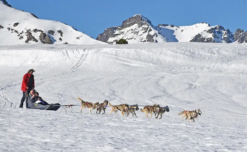 Activités hiver chiens